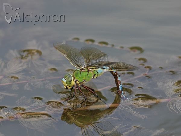 Anax imperator