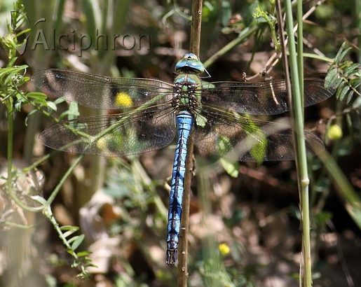 Anax imperator
