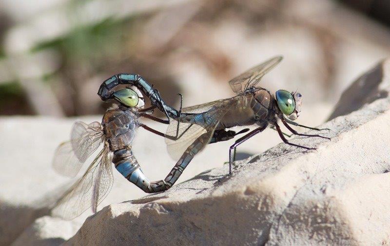 Anax parthenope
