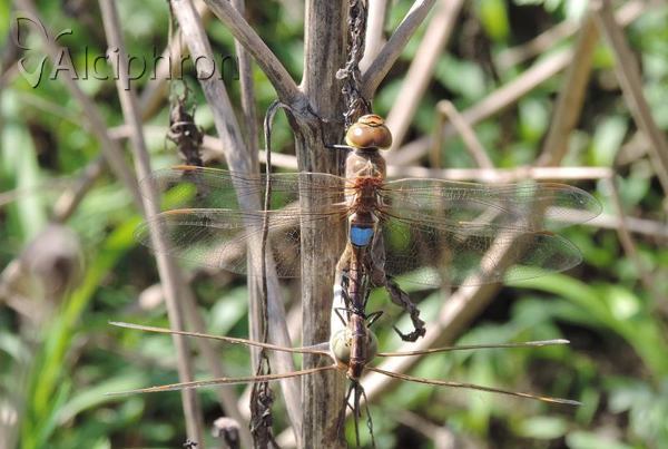 Anax parthenope