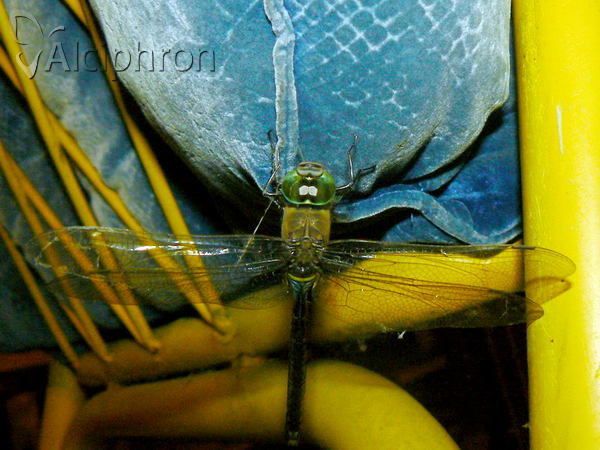 Anax parthenope