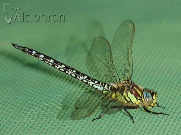 Brachytron pratense