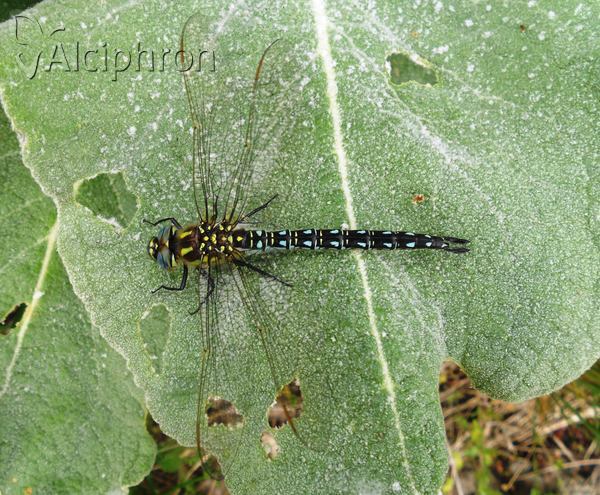 Brachytron pratense