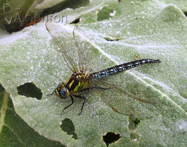 Brachytron pratense