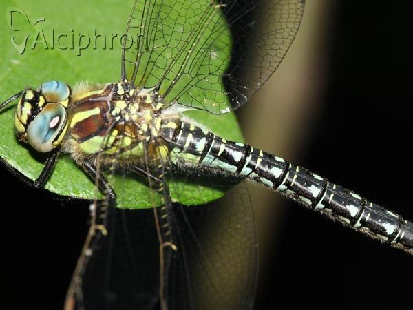 Brachytron pratense