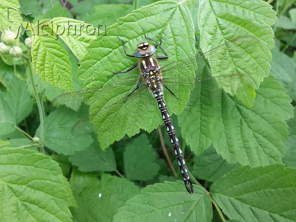 Brachytron pratense