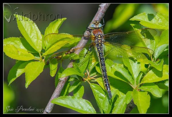 Brachytron pratense