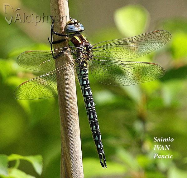Brachytron pratense