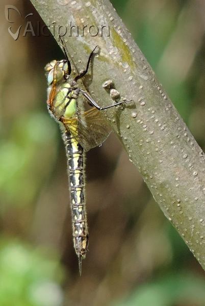 Brachytron pratense
