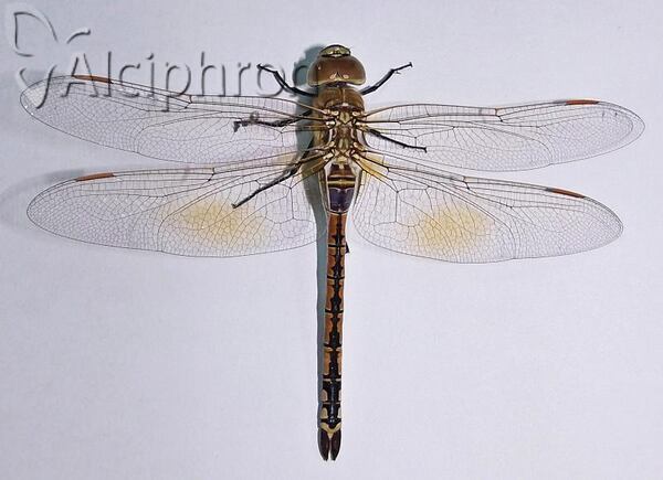 Anax ephippiger