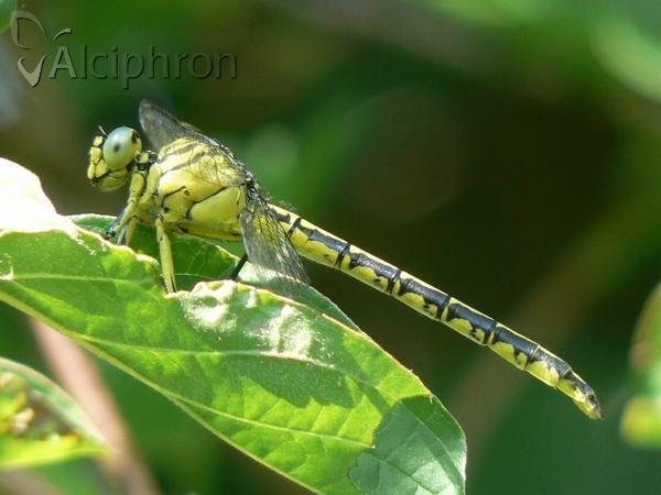 Gomphus flavipes