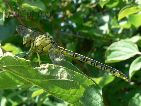 Gomphus flavipes