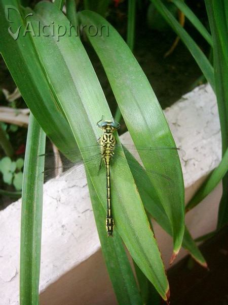 Gomphus flavipes