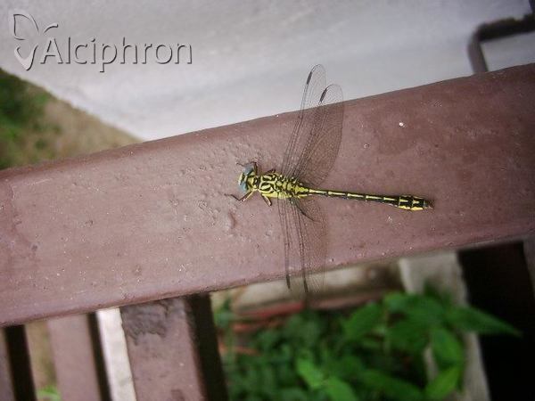 Gomphus flavipes