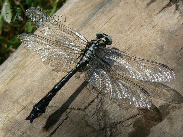 Gomphus vulgatissimus