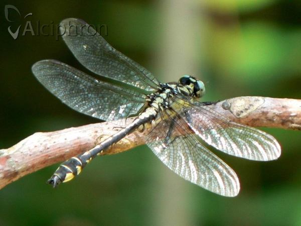 Gomphus vulgatissimus