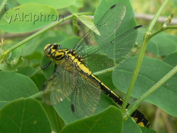 Gomphus vulgatissimus