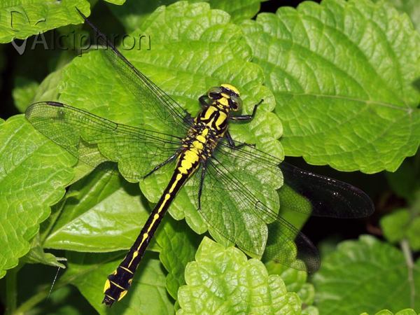 Gomphus vulgatissimus