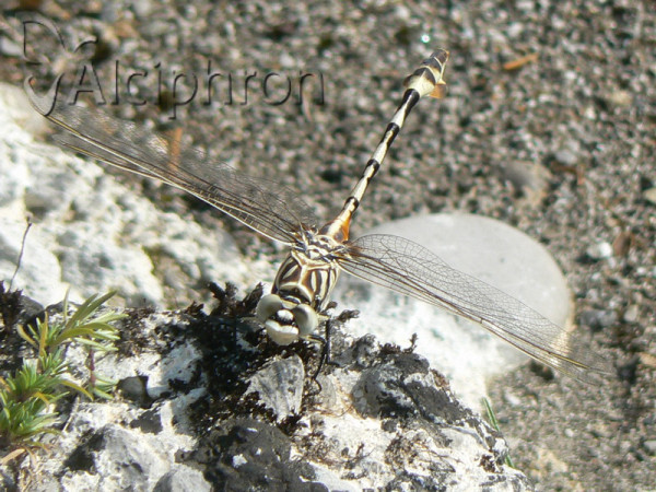Lindenia tetraphylla