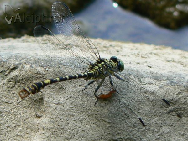 Onychogomphus forcipatus