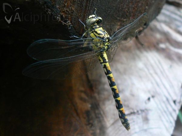 Onychogomphus forcipatus