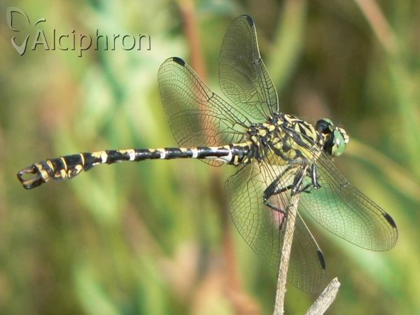 Onychogomphus forcipatus