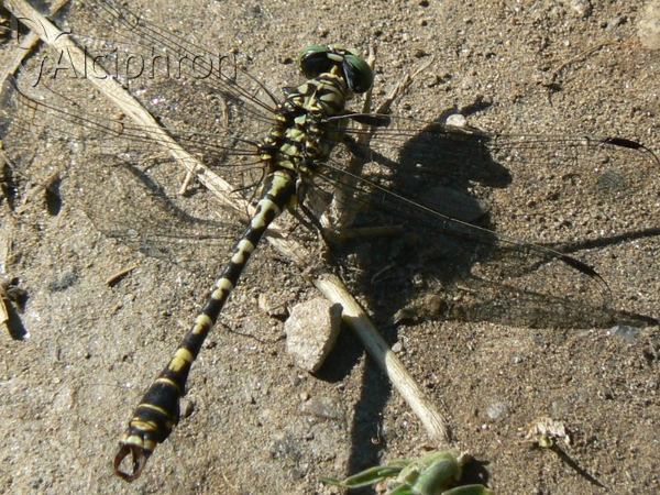 Onychogomphus forcipatus