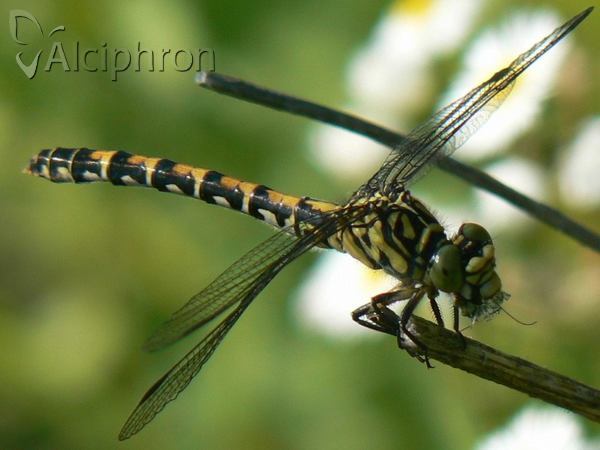 Onychogomphus forcipatus