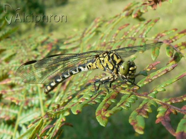 Onychogomphus forcipatus