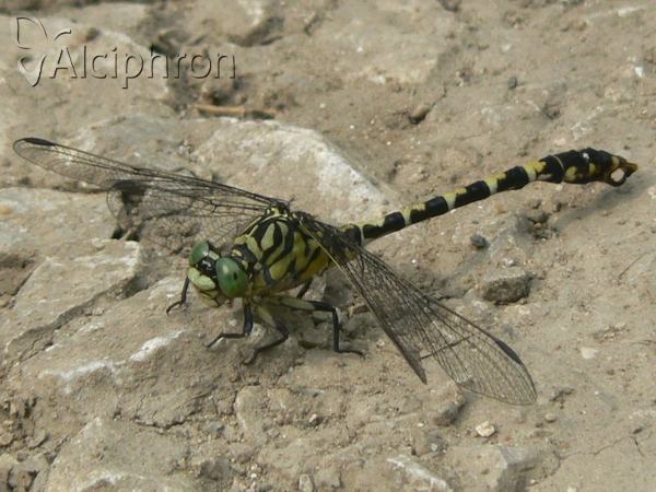 Onychogomphus forcipatus