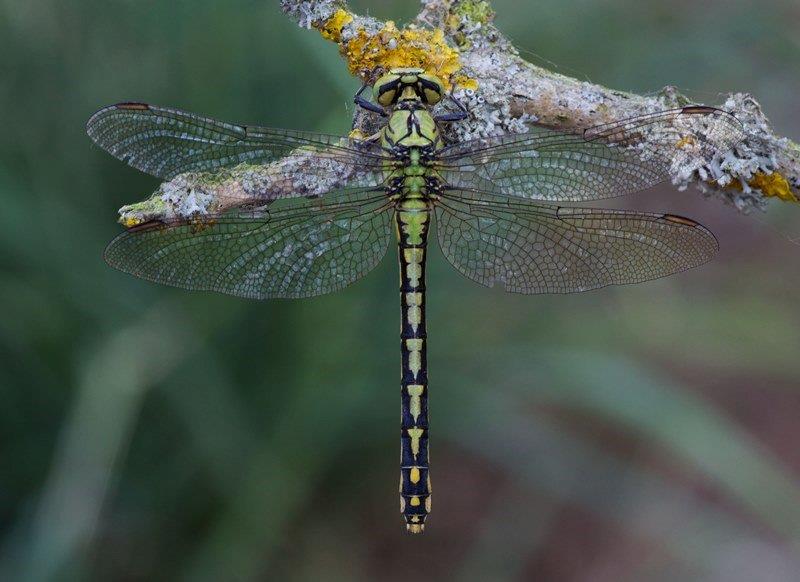 Ophiogomphus cecilia