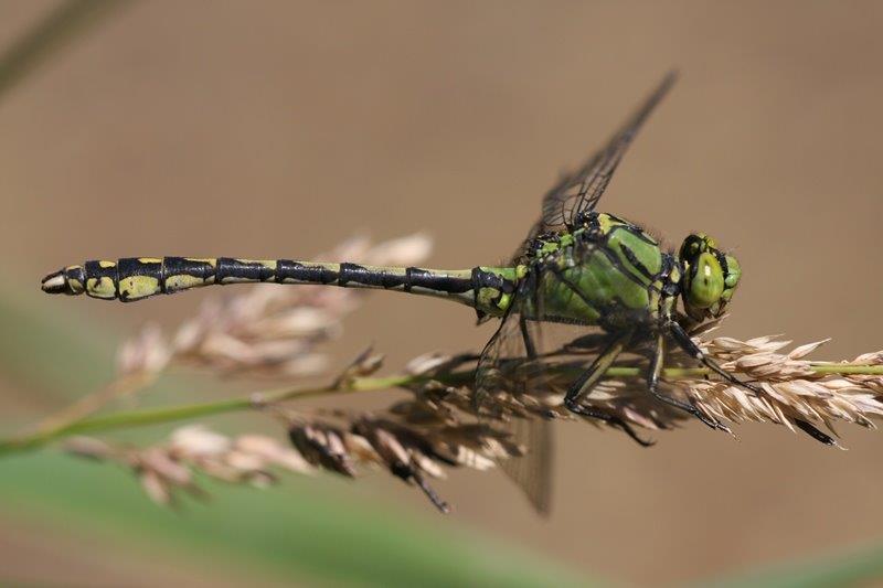 Ophiogomphus cecilia