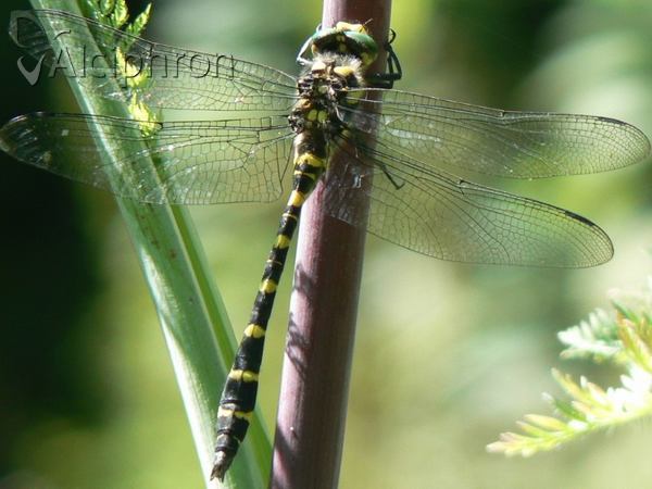 Cordulegaster bidentata