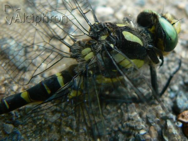 Cordulegaster bidentata