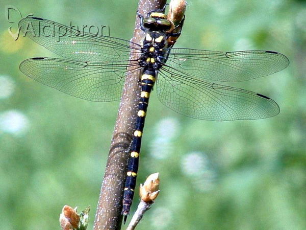 Cordulegaster bidentata