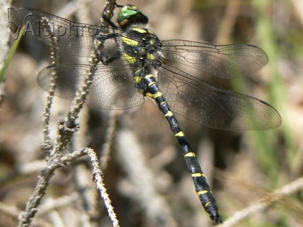 Cordulegaster bidentata