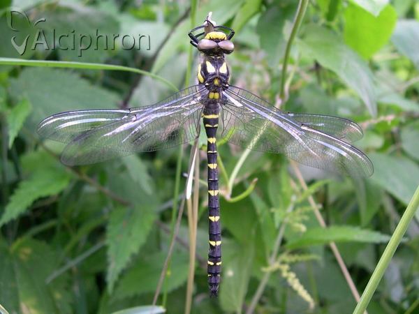 Cordulegaster bidentata