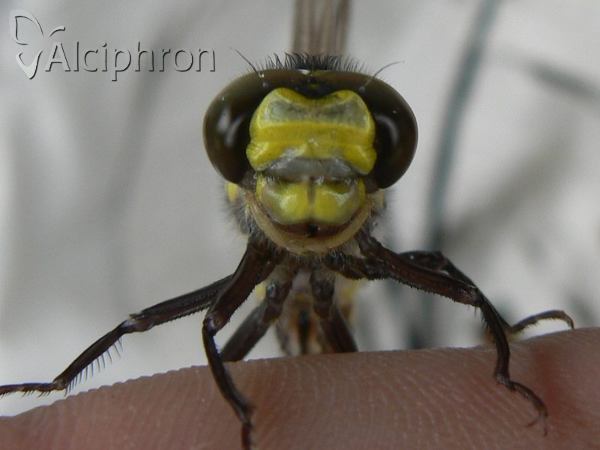 Cordulegaster bidentata