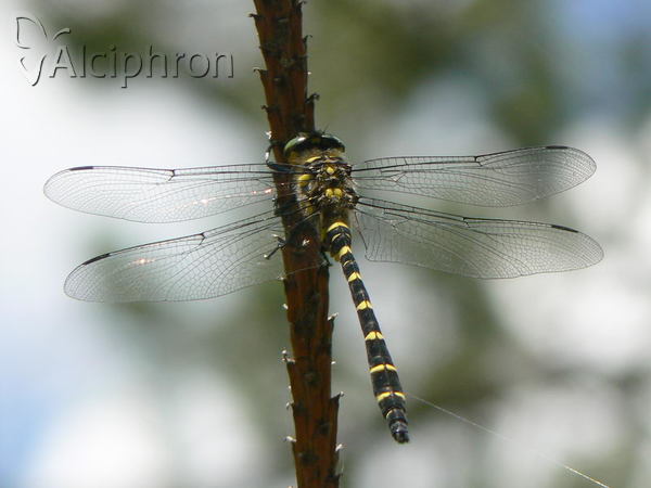 Cordulegaster bidentata