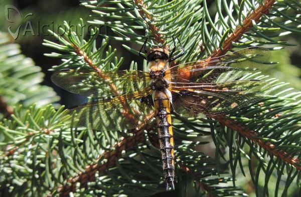 Epitheca bimaculata