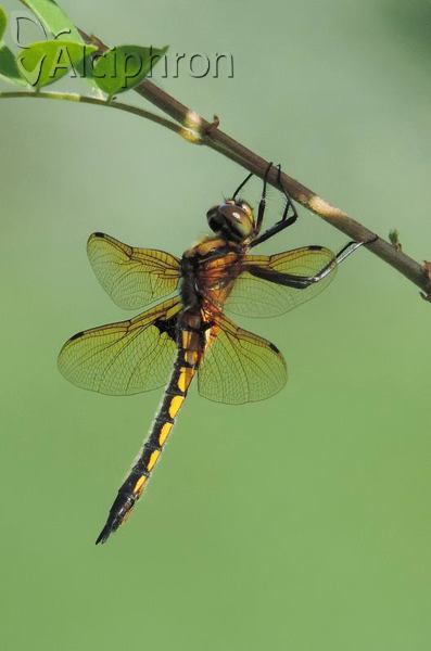 Epitheca bimaculata