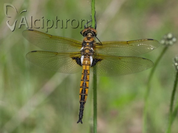Epitheca bimaculata