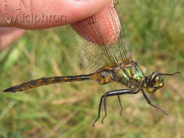 Somatochlora flavomaculata