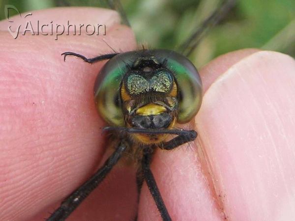 Somatochlora flavomaculata