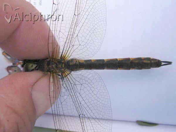 Somatochlora flavomaculata