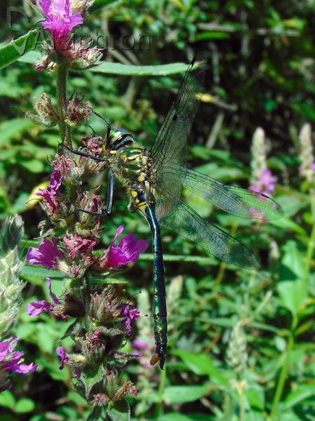 Somatochlora meridionalis