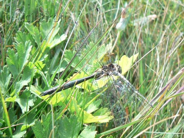 Somatochlora meridionalis