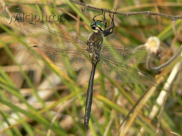 Somatochlora meridionalis