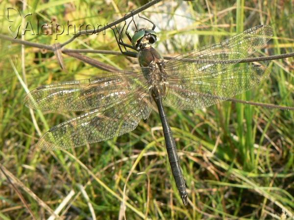 Somatochlora meridionalis