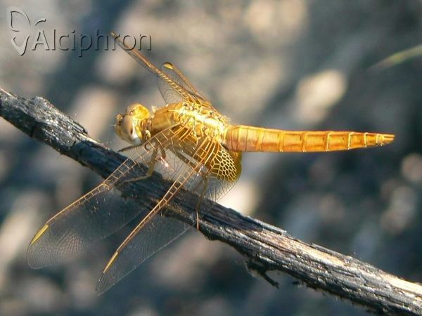 Crocothemis erythraea